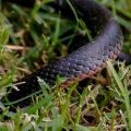 Seeing a black snake in a dream - what does the dream mean?