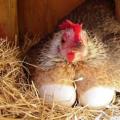 Why do you dream about chicken eggs?